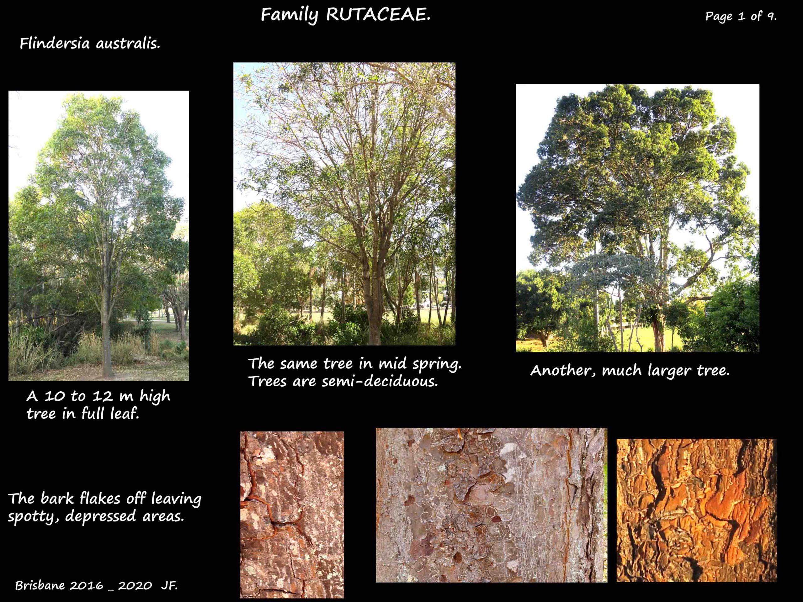 1 Australian Teak trees